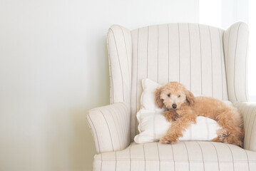 Mini Golden Doodle laying on pillow on chair