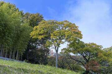 Obraz premium 青空バックに見る竹林と色づき始めた広葉樹のコラボ情景