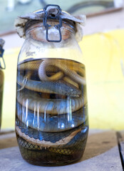 un serpent conservé dans un bocal dans un vivarium en Afrique