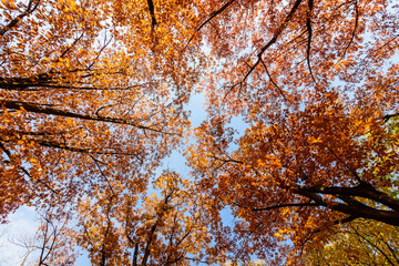 Vivid orange, yellow and brown leaves of oak tree towards clear blue sky in a garden during a sunny autumn day, beautiful outdoor background photographed with soft focus.