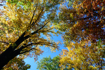 Fototapeta premium Vivid orange, yellow and brown leaves of oak tree towards clear blue sky in a garden during a sunny autumn day, beautiful outdoor background photographed with soft focus.