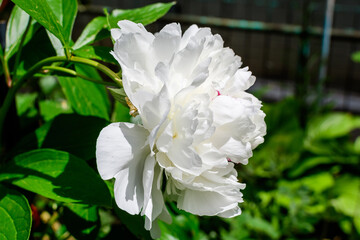 Bush with one large delicate white peony flower in direct sunlight, in a garden in a sunny summer day, beautiful outdoor floral background photographed with selective focus.