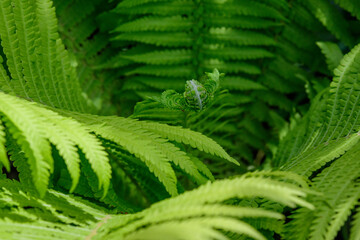 Large fresh green fern leaves in a forest in a summer day in Scotland, United Kingdom, beautiful outdoor floral background photographed with soft focus.