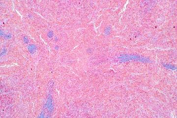 Characteristics Tissue of Thyroid gland, Lymph gland, Larynx of human and Human blood cells study...