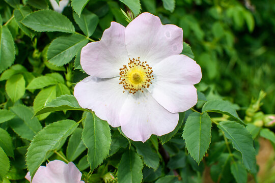 One delicate light pink and white Rosa Canina flower in full bloom in a spring garden, in direct sunlight, with blurred green leaves, beautiful outdoor floral background photographed with soft focus.
