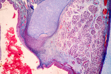 Characteristics Tissue of Thyroid gland, Lymph gland, Larynx of human and Human blood cells study...