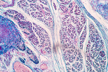Characteristics Tissue of Thyroid gland, Lymph gland, Larynx of human and Human blood cells study...