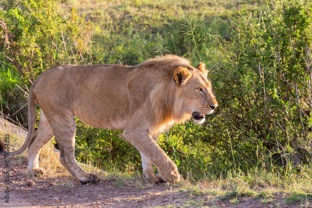 Sticker Male lion walking at a bush on the savannah