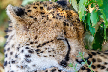 Cheetah portrait with the eyes closed