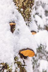 Fungus on a tree trunk in a forest at winter - obrazy, fototapety, plakaty