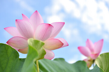 青空をバックに咲く古代蓮