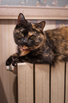 Domestic tortoiseshell cat with green teyes is laying on heating battery
