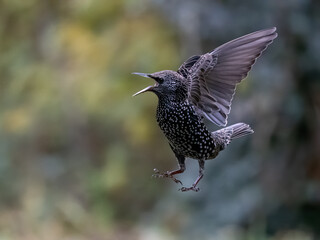 Star (Sturnus vulgaris)