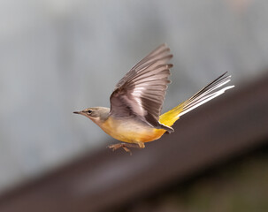 Schafstelze (Motacilla flava)