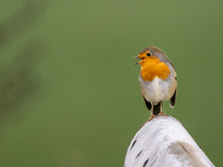 Rotkehlchen (Erithacus rubecula)