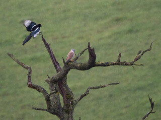 Turmfalke (Falco tinnunculus) und Elster (Pica pica)