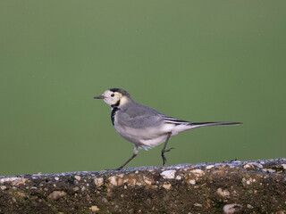 Bachstelze (Motacilla alba)