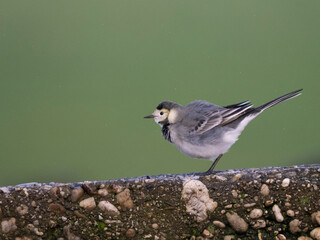Bachstelze (Motacilla alba)