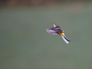 Gebirgsstelze (Motacilla cinerea)
