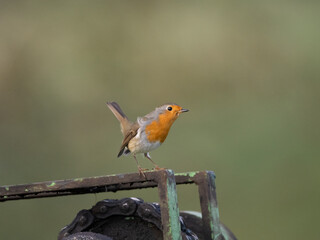 Rotkehlchen (Erithacus rubecula)