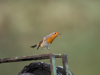 Rotkehlchen (Erithacus rubecula)