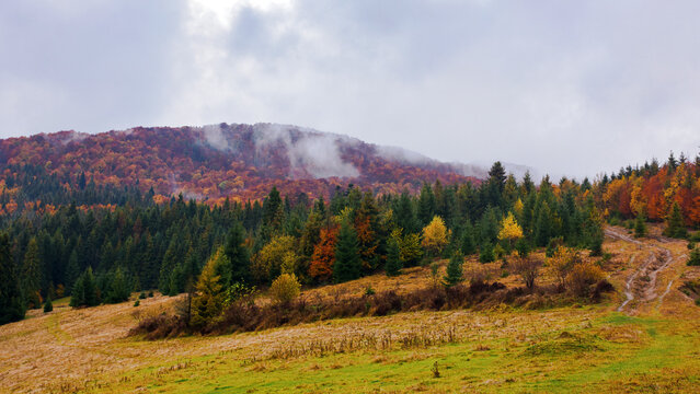 carpathian woodland in autumn. trees in the hills in fall colors. misty weather with overcast sky