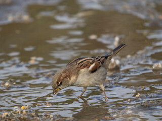 Haussperling (Passer domesticus)