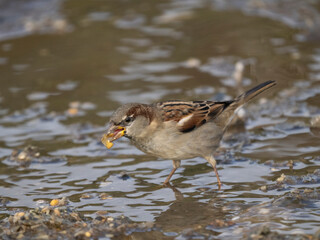 Haussperling (Passer domesticus)