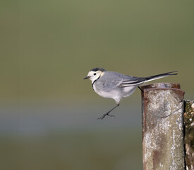Bachstelze (Motacilla alba)