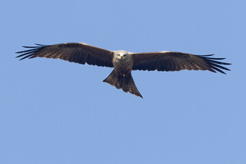Schwarzmilan oder Schwarzer Milan (Milvus migrans)
