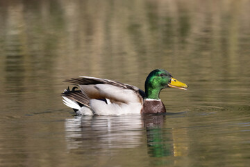 Stockente (Anas platyrhynchos)
