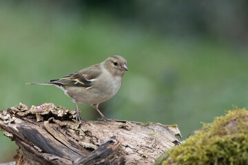 Buchfink (Fringilla coelebs)