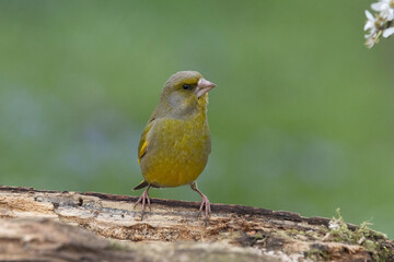 Grünfink (Chloris chloris)