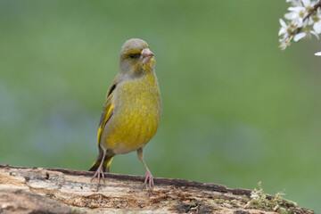 Grünfink (Chloris chloris)