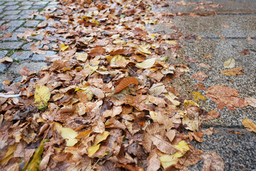 Herbstlaub am Straßenrand