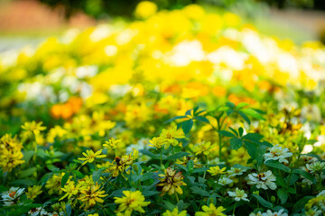 yellow flowers in the garden