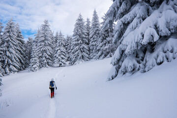 Naklejka na ściany i meble Female backpacker with backpack dressed warm down jacket enjoying snowy mountains landscape while she trekking winter mountain forest route. Active people in the nature concept image.
