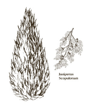 Juniperus scopulorum hand drawn tree and branch