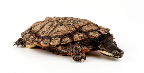 Argentine snake-necked turtle // Argentinische Schlangenhalsschildkröte (Hydromedusa tectifera)