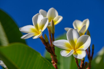 Fototapeta na wymiar white plumeria flowers on the island of Cyprus 5