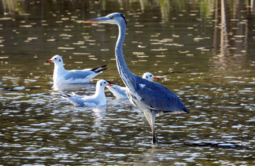 the grey heron standing in the water and fishing