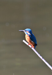 カワセミ・翡翠