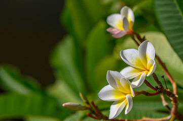 white plumeria flowers on the island of Cyprus 4