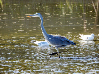 the grey heron standing in the water and fishing