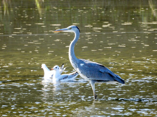 the grey heron standing in the water and fishing