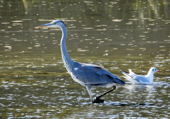 the grey heron standing in the water and fishing