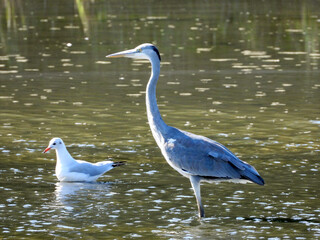 the grey heron standing in the water and fishing