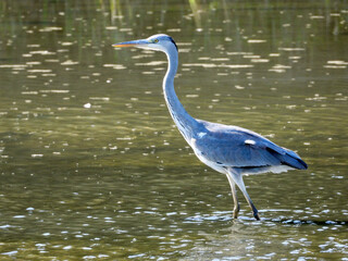 the grey heron standing in the water and fishing