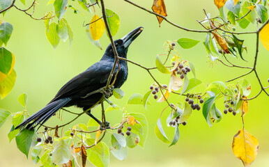 A Black Butcherbird, usually a meat eater, feeding on berries in tropical Queensland in Australia. © Shirley and Johan