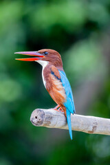The king fisher on a branch in nature